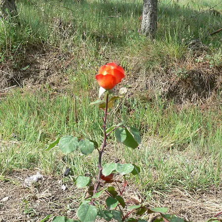 Hotel Nico Medinaceli